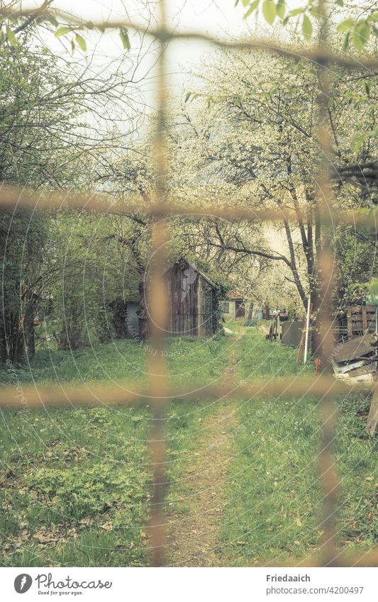 Blick durch unscharfen Gitterzaun in urwüchsigen Garten mit Holzhütte, blühenden Bäumen und Sträuchern grün Blühend Frühling verträumt Erholung Natur natürlich