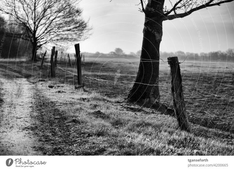 Zaun an einer Pferdeweide Weide Weidezaun Wiese Morgentau Morgens Weg Morgendämmerung Außenaufnahme Gras Landschaft Menschenleer Baum Feld alt Zaunpfahl