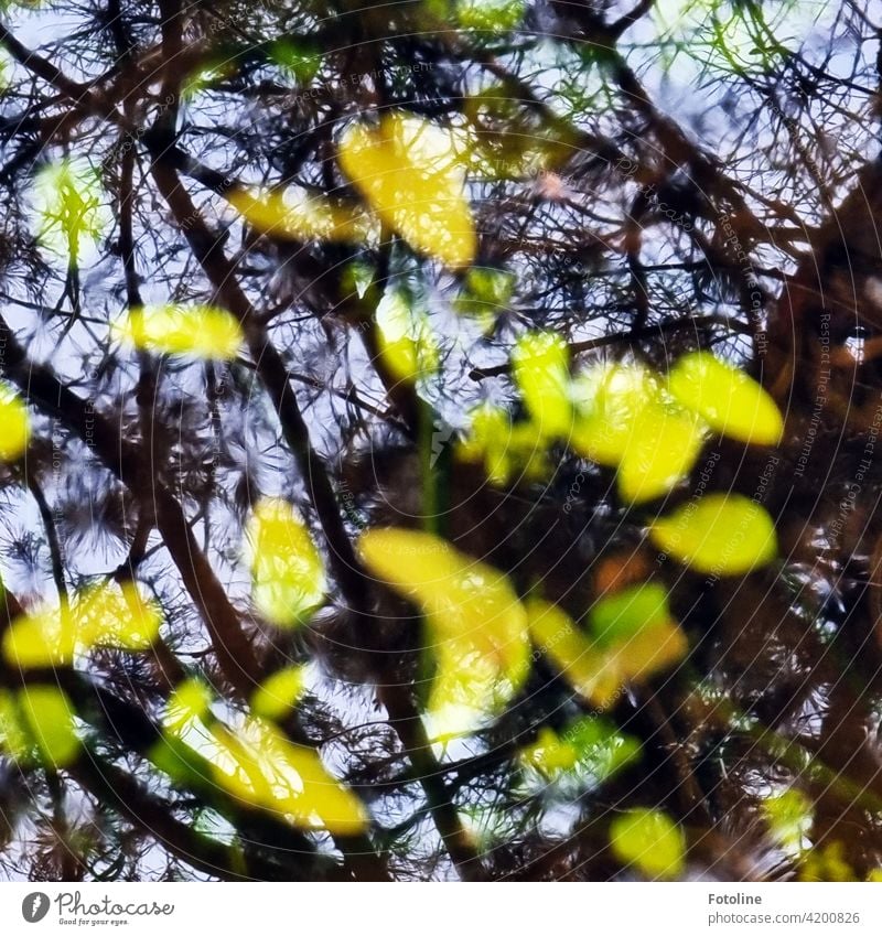 Im Wasser spiegeln sich Bäume und Himmel. Unter der Wasseroberfläche recken sich die Wasserpflanzen Richtung Himmel. Pflanze Teich Natur Außenaufnahme Farbfoto