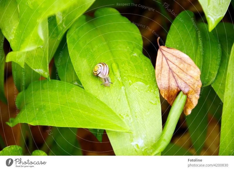 Im Wald zwischen Bärlauchblättern - eine kleine Minischnecke entdeckt und "süüüüß" gequietscht. Waldboden Wildgemüse Blätter Blatt grün Blattgrün natürlich