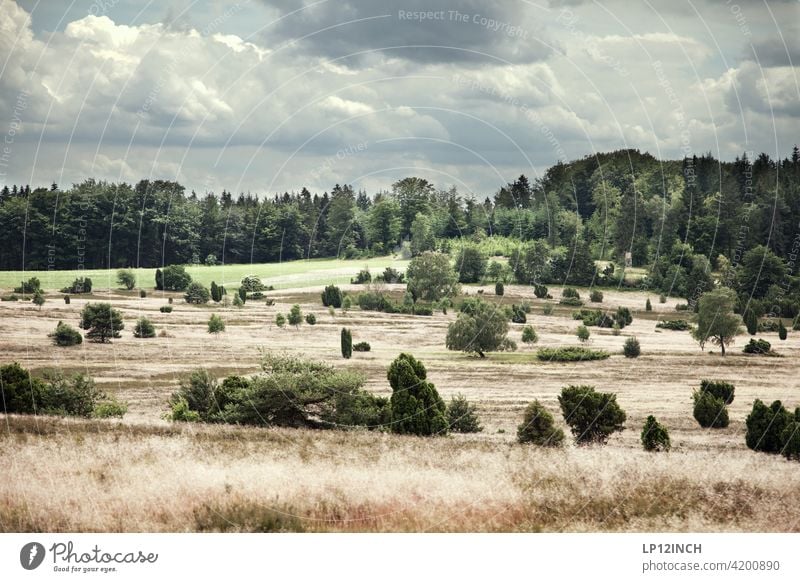 Die Lüneburger Heide Spaziergang Natur Sommer Herbst Wald Pflanze Landschaft Kulturlandschaft Urlaub Ferien & Urlaub & Reisen Busch Geest Wolken Gras idyllisch