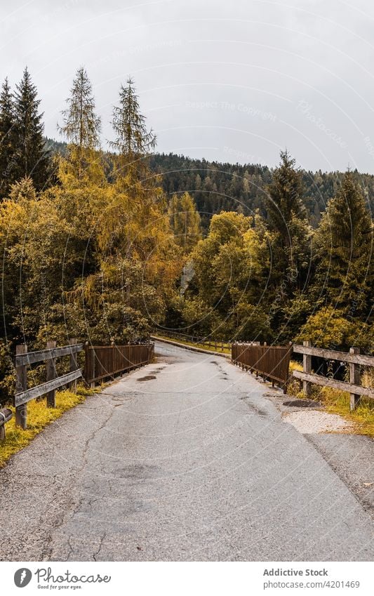 Landstraße in bewaldeten Bergen Straße Wald Berge u. Gebirge Brücke Landschaft Zaun Wälder Herbst Route Asphalt leer Laubwerk Ambitus Italien Dolomiten Natur