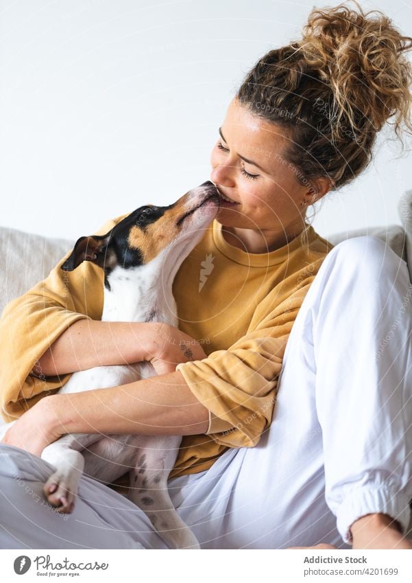 Positive Hündin sitzt mit Ratonero Bodeguero Andaluz Hund in Wohnung Frau heiter positiv Haustier Tier ratonero bodeguero andaluz gehorsam Appartement Besitzer