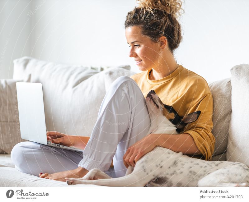 Fröhlicher Freiberufler sitzt mit Hund auf dem Sofa und arbeitet am Laptop Frau freiberuflich ratonero bodeguero andaluz heimisch heiter positiv Arbeit Beruf