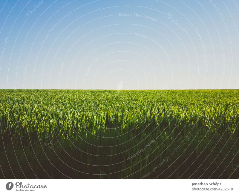 grünes Feld und blauer Himmel Idylle im Sonnenschein Wachstum Landschaft Nutzpflanze Farbfoto Außenaufnahme Umwelt Natur sonnig draußen Sommer Ernte