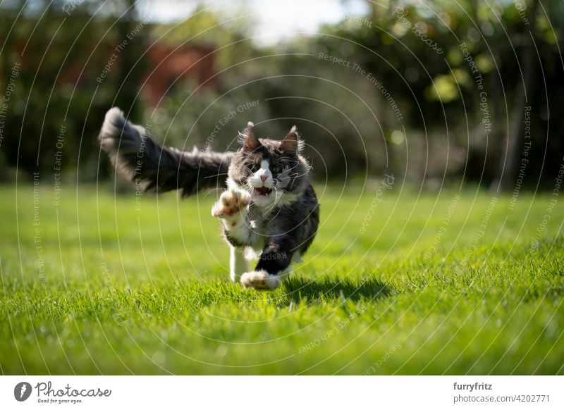 tuxedo maine coon Katze Jagd läuft auf Kamera Rassekatze Haustiere maine coon katze Langhaarige Katze im Freien katzenhaft fluffig Fell schön Natur Garten