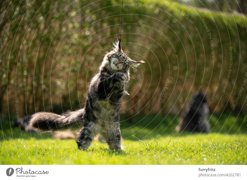 spielende Waschbärkatze draußen im Garten Katze Rassekatze Haustiere maine coon katze Langhaarige Katze im Freien katzenhaft fluffig Fell schön Natur