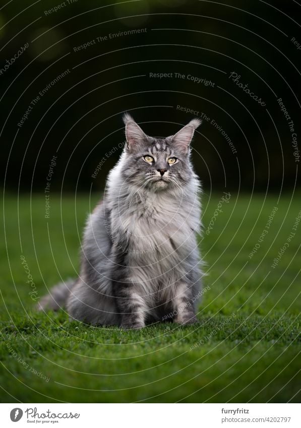 Porträt einer schönen silber gestromten Maine Coon Katze auf grünem Gras Rassekatze Haustiere maine coon katze Langhaarige Katze im Freien katzenhaft fluffig