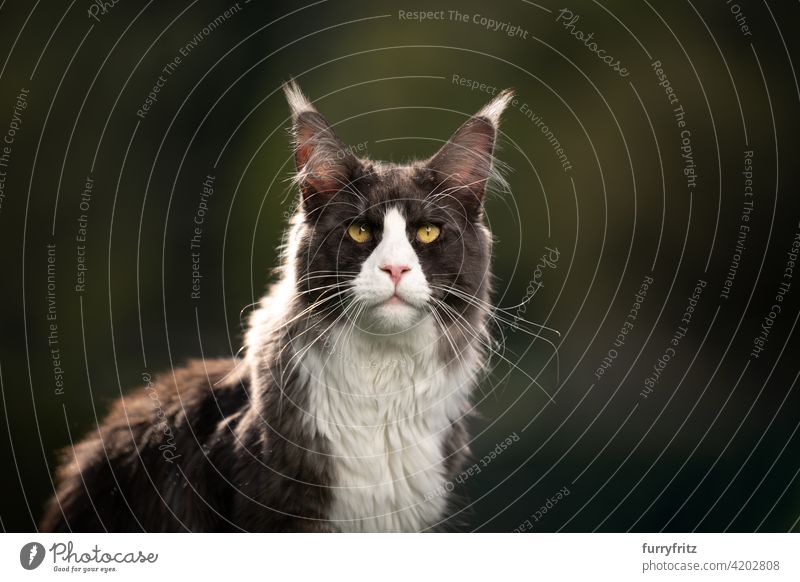 tuxedo maine coon Katze im Freien Porträt mit Kopie Raum Rassekatze Haustiere maine coon katze Langhaarige Katze katzenhaft fluffig Fell schön Natur Garten