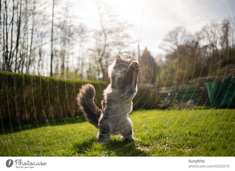 Maine Coon Katze spielen im Freien in sonnigen Hinterhof Rassekatze Haustiere maine coon katze Langhaarige Katze katzenhaft fluffig Fell schön Natur Garten