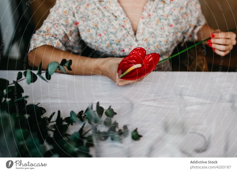 Crop-Frau mit Anthurium-Blüte rot Flamingoblumen Blume Pflanze Laubwerk grün kultivieren Tisch Flora Botanik Gartenbau Dame lässig laceleaf vegetieren Wachstum