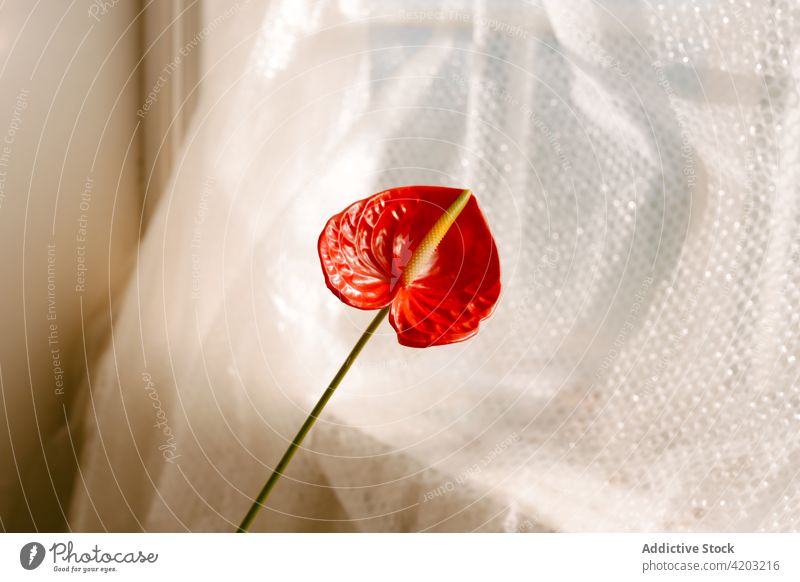 Rote Blüte einer Zimmerpflanze am Fenster Rote Anthurie Blume dekorieren wachsen Pflanze laceleaf Blütenblatt Blütezeit geblümt heimwärts Gardine natürlich