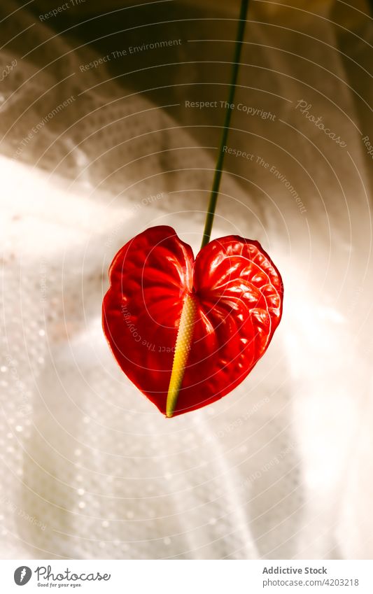 Rote Blüte einer Zimmerpflanze am Fenster Rote Anthurie Blume dekorieren wachsen Pflanze laceleaf Blütenblatt Blütezeit geblümt heimwärts Gardine natürlich