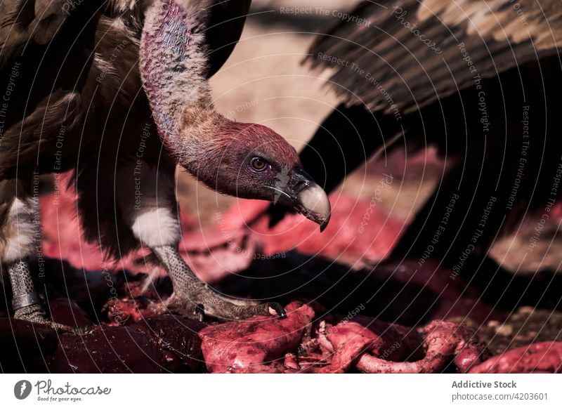 Gänsegeier fressen Aas in der Natur Vogel Beute Raptor wild Tier tot Tierwelt Futter Paar Lebensmittel Gypsus fulvus Eurasionsgiffon Berge u. Gebirge Fauna