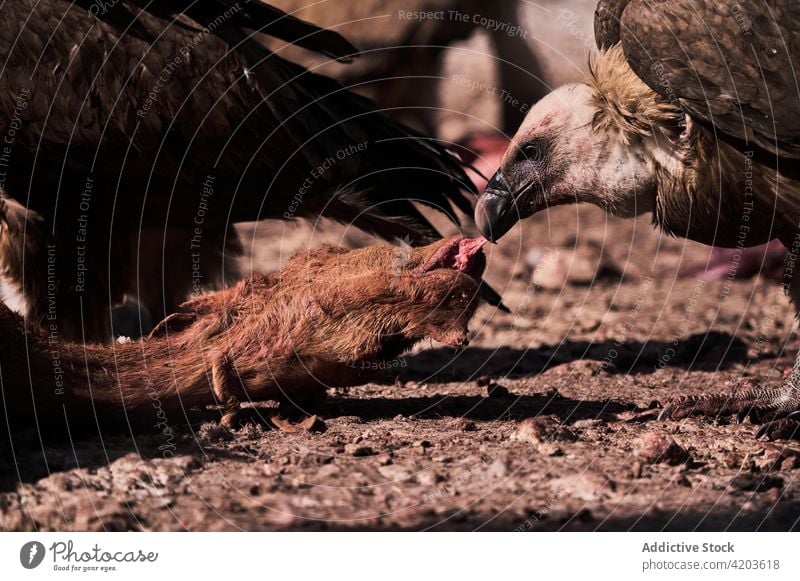 Gänsegeier beim Fressen von Beute in der Natur Vogel Raptor wild Tier tot Tierwelt Futter Lebensmittel Gypsus fulvus Eurasionsgiffon Berge u. Gebirge Fauna Aas