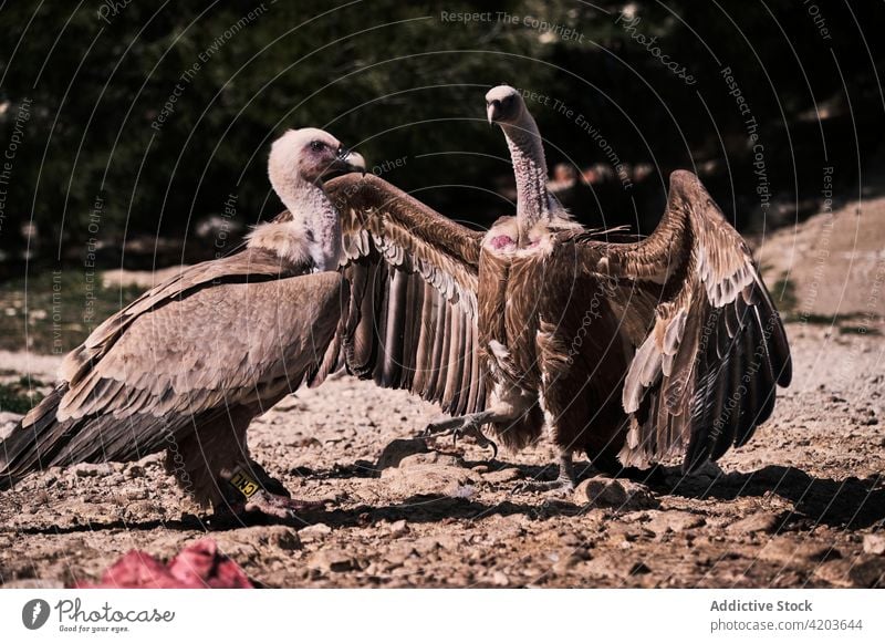 Gänsegeier auf steinigem Boden Vogel Raptor wild Eurasionsgiffon Tierwelt Berge u. Gebirge Natur Fauna Gypsus fulvus Umwelt Bargeld Lebensraum Kreatur