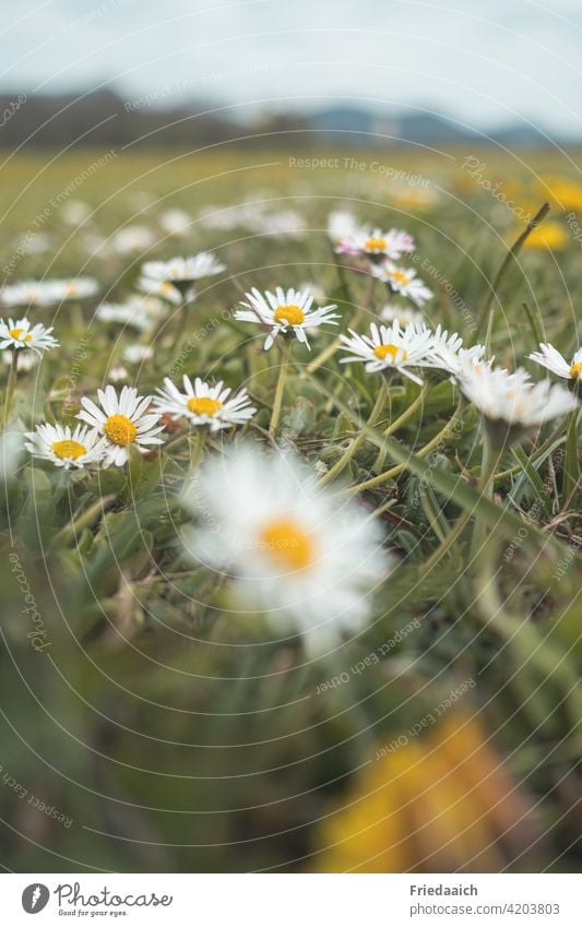 Gänseblümchenwiese mit unscharfem Vorder- und Hintergrund Blumenwiese Frühlingsblume Natur Landschaft Frühlingsgefühle Wiese Gras grün Farbfoto Außenaufnahme