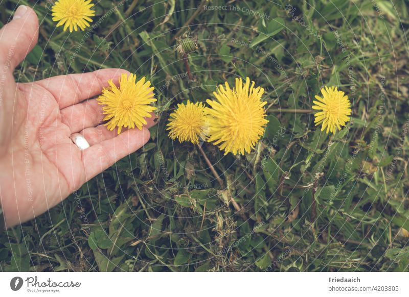 Löwenzahnwiese und Hand an der Blume Blumenwiese Gras Frühling gelb Pflanze Außenaufnahme Wiese grün Natur Farbfoto Umwelt Tag Menschenleer Wildpflanze Wachstum