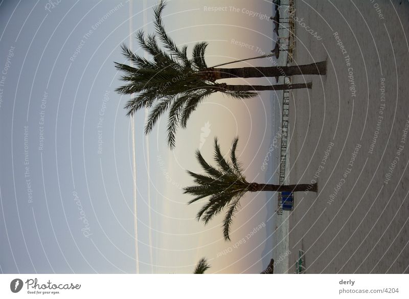 Palmen am Strand Mallorca