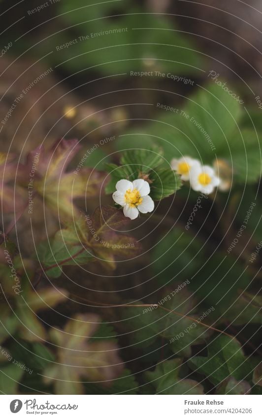 Blüten der Wald-Erdbeere Walderdbeeren Wald-Erdbeeren Erdbeerblüte grün weiß gelb Pflanze Frühjahr Fünf Blätter Blühend Nahaufnahme Garten