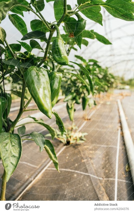 Grüne Paprikapflanzungen im Gewächshaus auf landwirtschaftlichen Flächen Pflanze Gemüse Gartenbau Schonung vegetieren organisch natürlich Produkt Ackerland