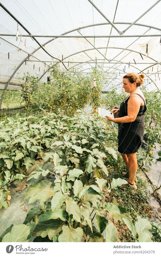 Landwirt mit Tablette gegen Grünpflanzen im Gewächshaus Schonung Gartenbau kultivieren Browsen schwarzer Bildschirm vegetieren Frau benutzend Apparatur Gerät