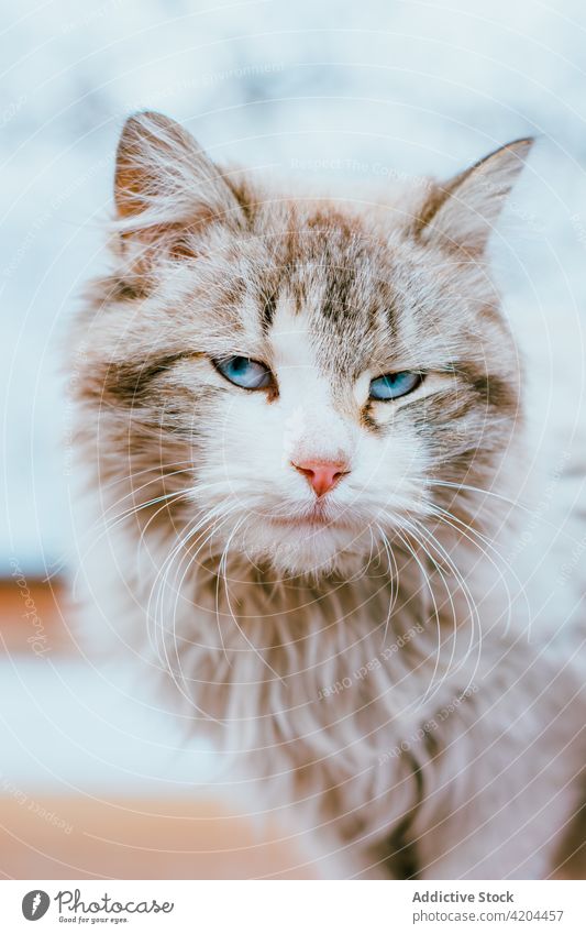 Niedliche Katze sitzt auf dem Dach Sitzen Zaun Himmel katzenhaft Natur Haustier fluffig Fell niedlich pelzig Tier Säugetier ländlich heimisch Windstille Gebäude