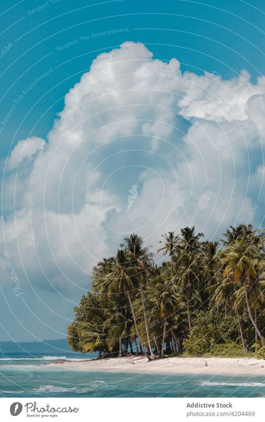 Tropische Insel mit Palmen exotisch Unbewohnt träumen sonnig Küstenlinie idyllisch Pflanze Blauer Himmel Indonesien Meereslandschaft sich[Akk] entspannen Ufer