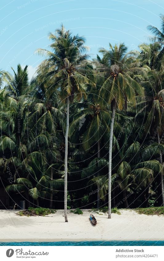 Tropische Insel mit Palmen exotisch Unbewohnt träumen sonnig Küstenlinie idyllisch Pflanze Blauer Himmel Indonesien Meereslandschaft sich[Akk] entspannen Ufer