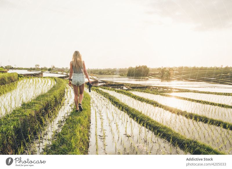 Blonde Frau beim Fotografieren in einem Reisfeld in Kajsa Pflanze grün Bauernhof Ackerbau Feld Natur Landschaft Lebensmittel Ernte Hintergrund Asien Thailand