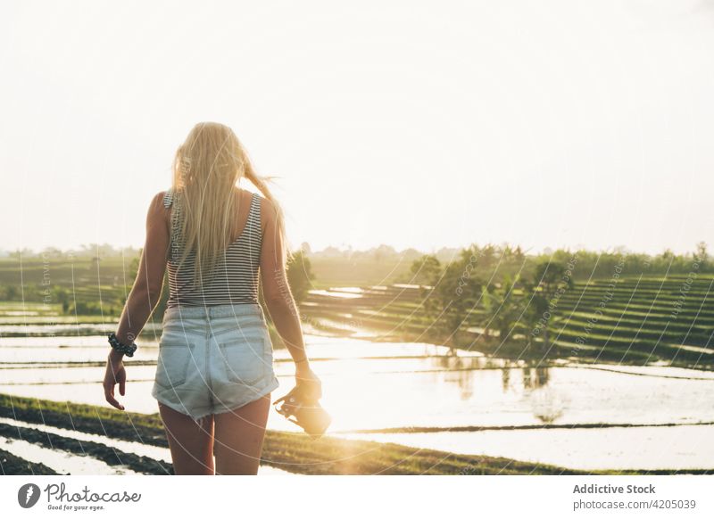 Blonde Frau beim Fotografieren in einem Reisfeld in Kajsa Pflanze grün Bauernhof Ackerbau Feld Natur Landschaft Lebensmittel Ernte Hintergrund Asien Thailand