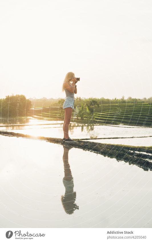 Blonde Frau beim Fotografieren in einem Reisfeld in Kajsa Pflanze grün Bauernhof Ackerbau Feld Natur Landschaft Lebensmittel Ernte Hintergrund Asien Thailand