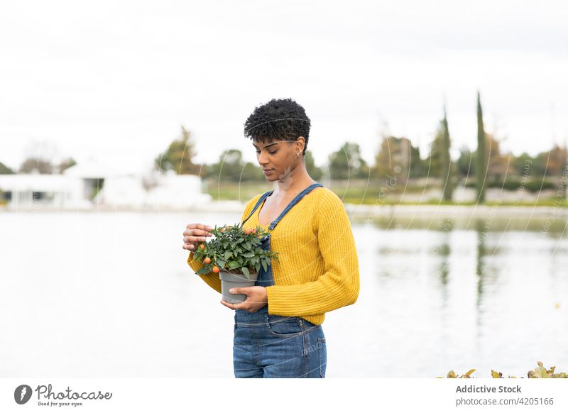 Zarte schwarze Frau mit blühenden Zweigen im Park Frühling Blume heiter Angebot Ast Blütezeit Saison Lächeln ethnisch Afroamerikaner Natur froh charmant See