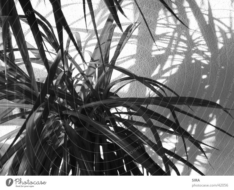 Palm Palme Pflanze