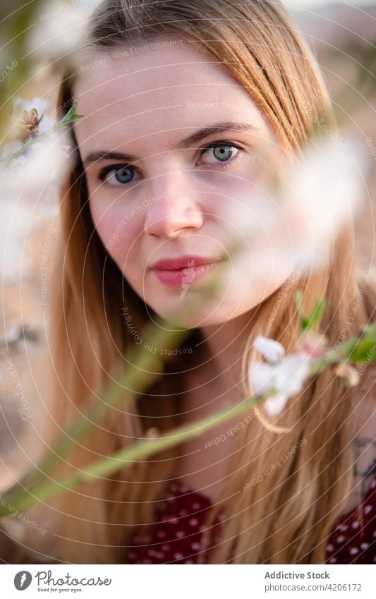 Blonde Frau mit langen Haaren posiert unter einem blühenden Mandelbaum und schaut in die Kamera Park Blüte Frühling Natur schön Baum Behaarung blond