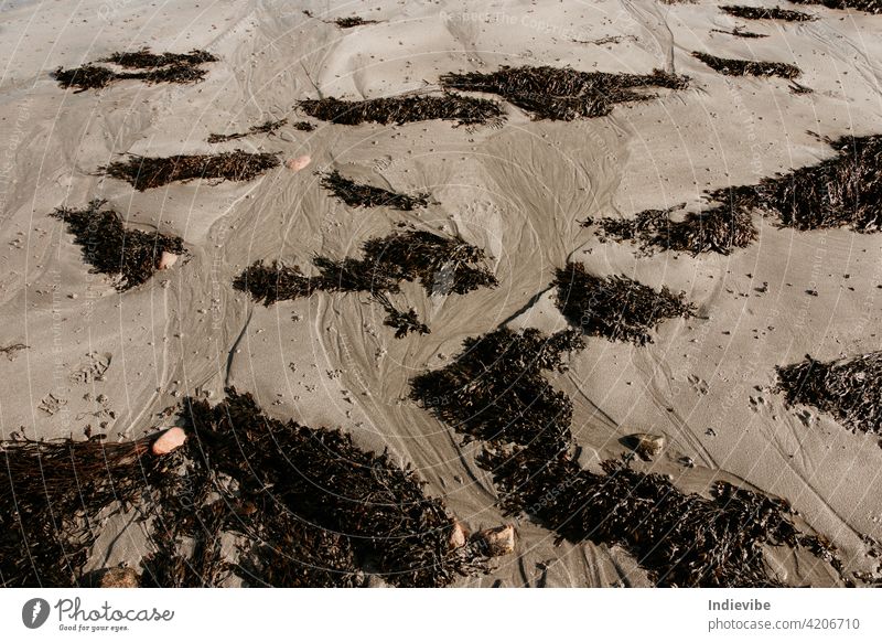 Wet Ozean Strand Sand mit dunklen wilden Seegras. Low Tide Ozean Ufer Landschaft in Irland. Republik Irland dunkel schwarz nass Ebbe Gezeiten danach dreckig