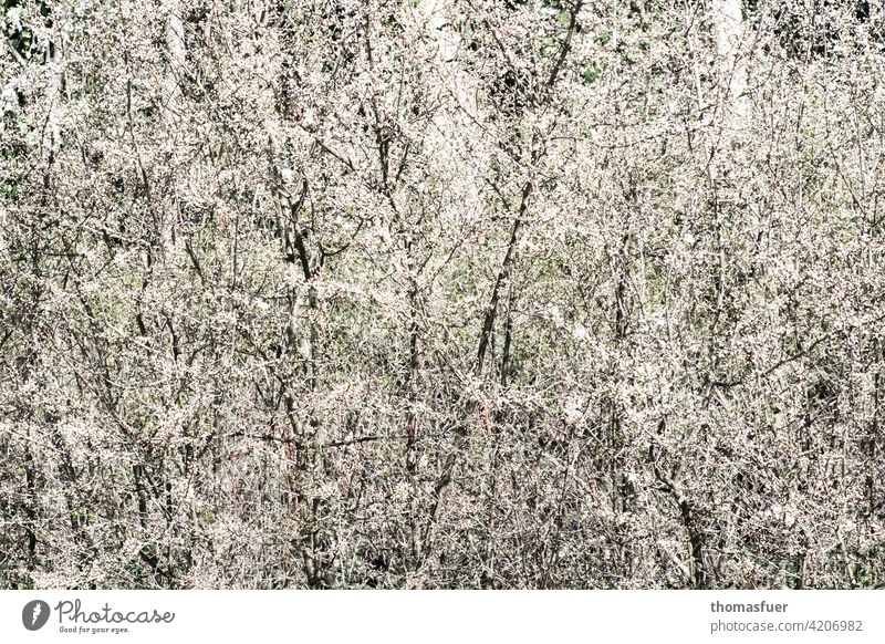 Frühlingsblüten Blumen Blüte Blütenmeer Überfluß Frühlingserwachen Pflanze Außenaufnahme blühen Natur Romantik Frühlingsgefühle