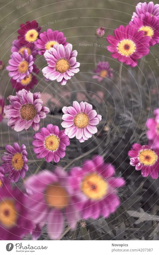 Gänseblümchen Margeriten Wildblumen Fahne Pflanzen Margeritenbusch Korbblütengewächse Asteraceae gelb violett verrotten rosa alt Blume Gänseblümchenstrauch