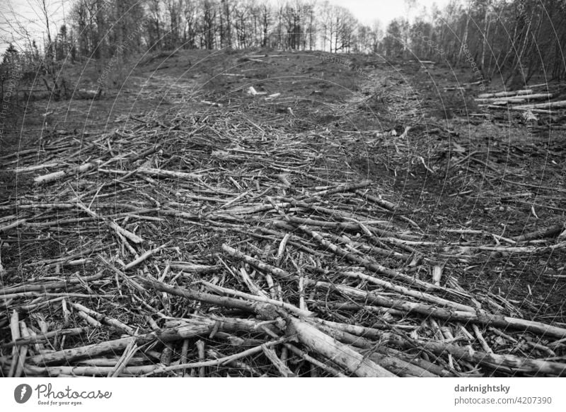 Gerodeter Wald aus Fichten, abgeholzter Forst nach einem Befall durch Borkenkäfer baumstämme Abholzung Zerstörung Waldsterben Umweltschutz Baumstamm Holz Klima