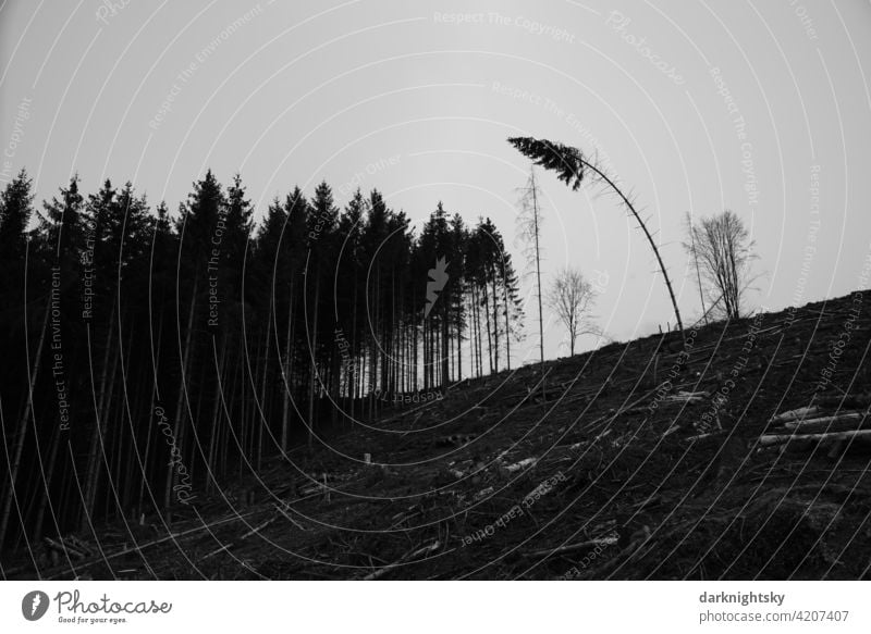 Gerodeter Wald aus Fichten, abgeholzten Forst nach einemBefall durch Borkenkäfer baumstämme Abholzung Zerstörung Waldsterben Umweltschutz Baumstamm Holz Klima