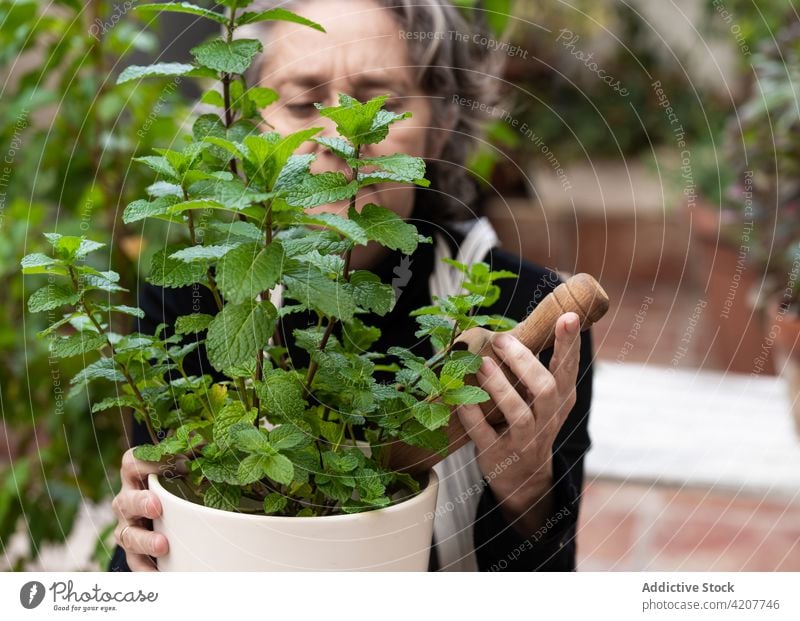 Ältere Frau kümmert sich um Topfpflanze im Garten Gärtner Pflanze Gartenbau Pflege eingetopft Minze kultivieren schaufeln Senior wachsen Blumentopf Wachstum