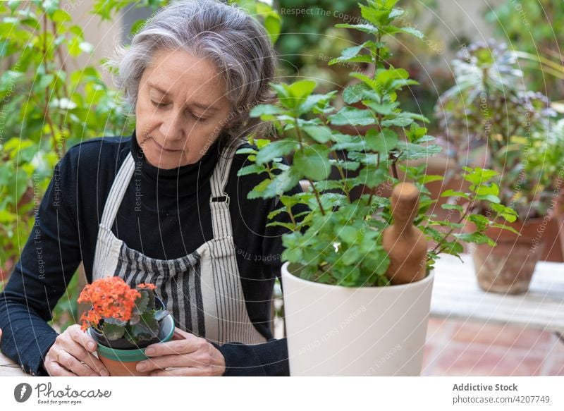 Ältere Frau mit Topfpflanze im Garten Gärtner Gartenbau Senior eingetopft Pflanze Blume Blütezeit Schürze Botanik älter wachsen vegetieren Flora Hobby