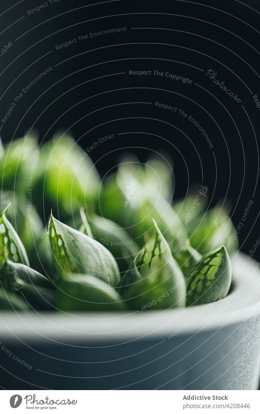 Sukkulente Pflanze im Topf auf dem Tisch eingetopft Oberfläche Flora grün exotisch dekorativ wachsen klein hölzern Licht Ort Botanik Wachstum Dekor Grün Design