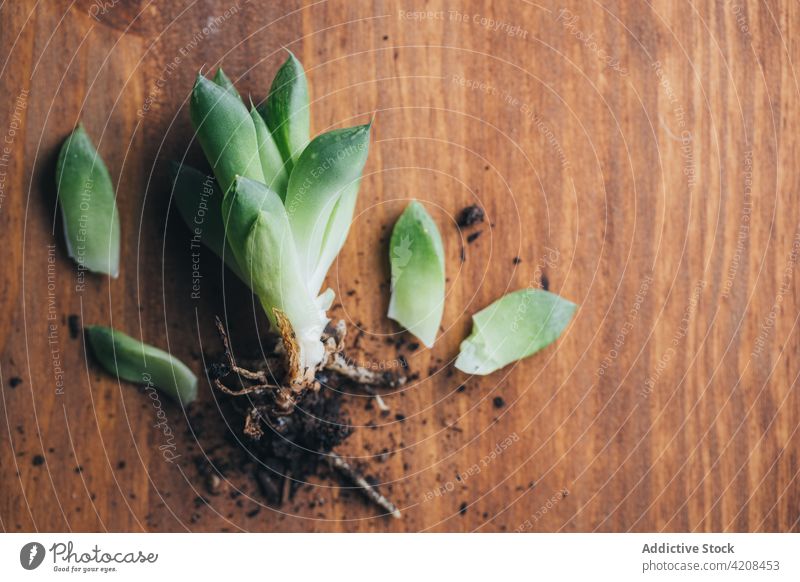 Grüne Sukkulente mit Wurzeln auf einer Holzfläche liegend Pflanze Echeverien Schmutz Flora Oberfläche Vorbau geblümt Boden hölzern Tisch grün klein Licht Ort