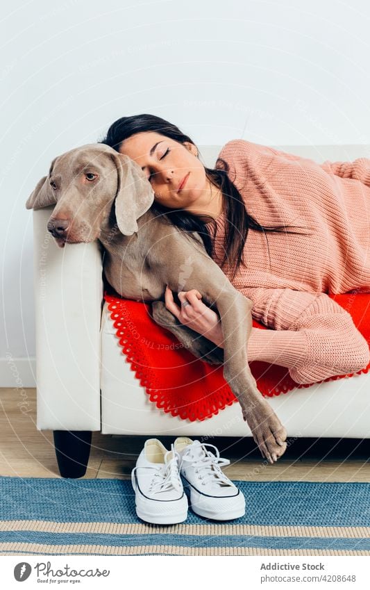 Frau mit Hund schlafend auf Sofa Zusammensein zu Hause loyal Liebe bester Freund Haustier Reinrassig Begleiter züchten Besitzer Weimaraner Freizeit niedlich