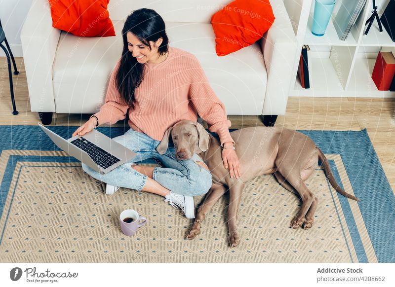 Glückliche Frau mit reinrassigem Hund, die zu Hause einen Laptop benutzt Zusammensein benutzend Reinrassig Haustier bester Freund Liebe Begleiter züchten loyal