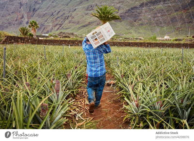 Mann auf tropischer Plantage trägt Container Schonung Ackerland Berge Kanarische Inseln El Hierro führen Arbeiter Frucht organisch roh Ackerbau Natur Ernährung