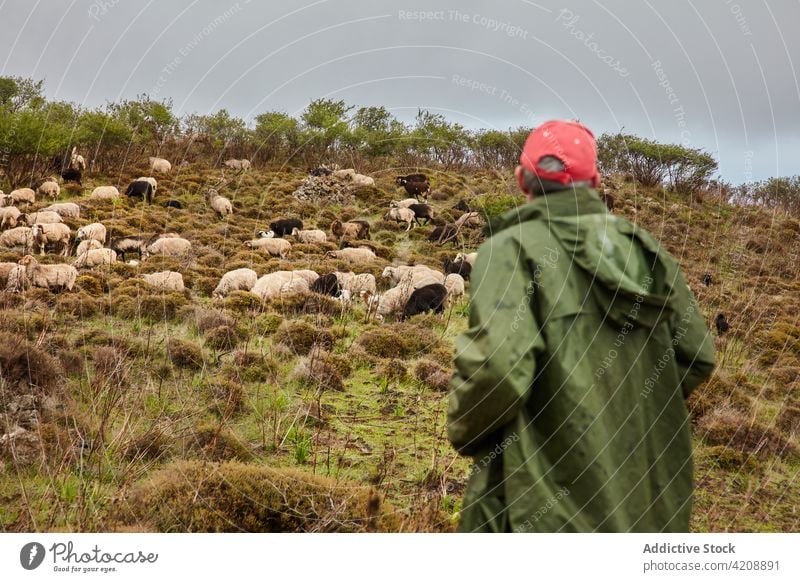 Mann am Berghang mit Schafherde Berge u. Gebirge Weide El Hierro Kanarische Inseln Natur regnerisch Regenmantel bedeckt Landschaft Gras Hügelseite Tourismus