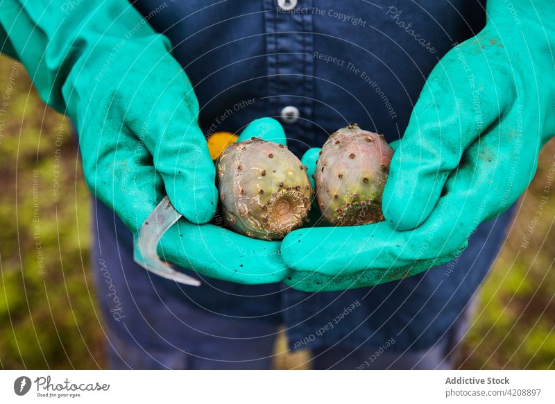 Mann zeigt Süßbirnenkaktus Birne Kaktus stachelig tropisch rot sich[Akk] schälen Arbeiter Schonung süß Dessert Pflanze grün Ernährung Botanik Natur Frucht reif