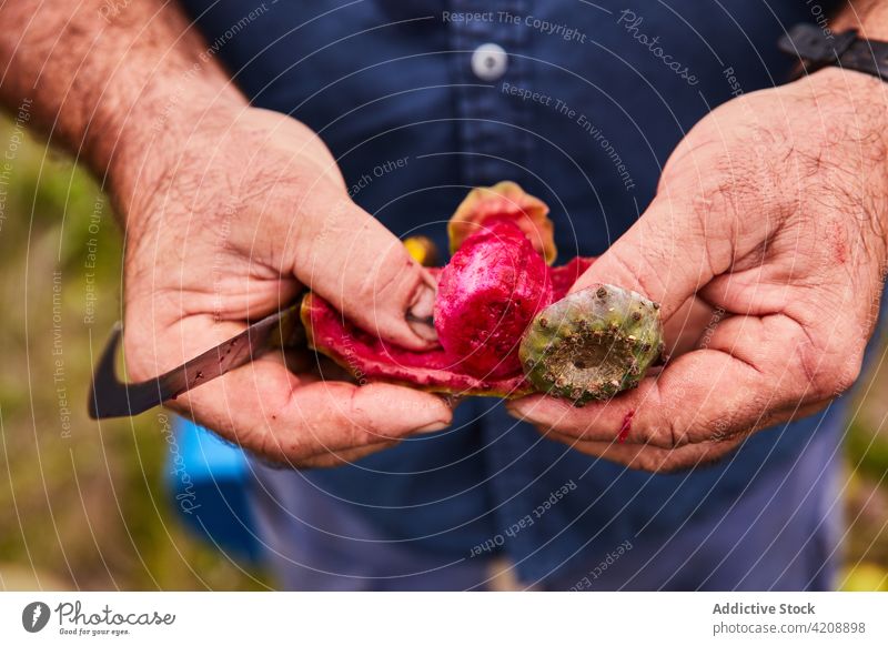 Mann schält süßen Birnenkaktus Kaktus stachelig tropisch rot sich[Akk] schälen Arbeiter Schonung Dessert Pflanze grün Ernährung Botanik Natur Frucht reif